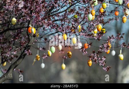 Moritzburg, Germania. 23 marzo 2020. Le uova di Pasqua sono appese a un albero che si trova su un'isola di traffico. Credit: Robert Michael/dpa-Zentralbild/dpa/Alamy Live News Foto Stock