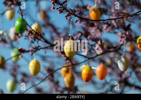 Moritzburg, Germania. 23 marzo 2020. Le uova di Pasqua sono appese a un albero che si trova su un'isola di traffico. Credit: Robert Michael/dpa-Zentralbild/dpa/Alamy Live News Foto Stock