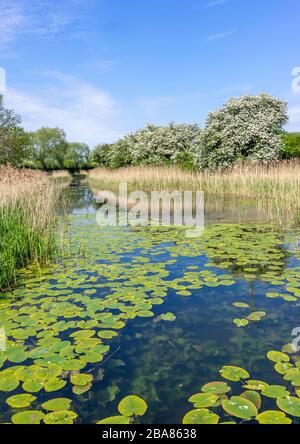 Gigli d'acqua sul canale di Pocklington in una luminosa giornata di sole. Ritratto con alberi e cielo blu. Foto Stock