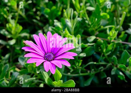 Fiori di Osteospermum ecklonis o Dimorphotheca ecklonis o Capo marguerite. Foto Stock