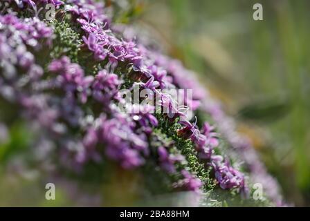 Gelsomino alpino - Androsace alpina, bellissimo piccolo fiore rosa endemico delle Alpi, Austria. Foto Stock