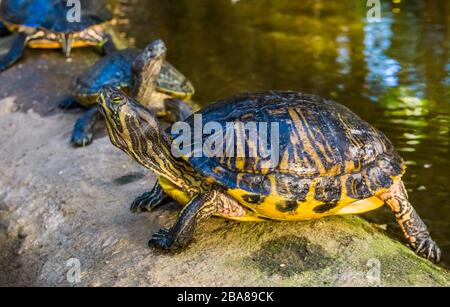 Ritratto di primo piano di una tartaruga con cursore di cumberland dalle decorazioni gialle, specie di rettili tropicali dall'America Foto Stock