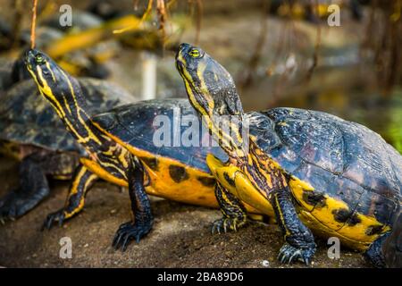 Primo piano di una tartaruga cumberland slider con altre tartarughe paludose sullo sfondo, specie di rettili tropicali dall'America Foto Stock
