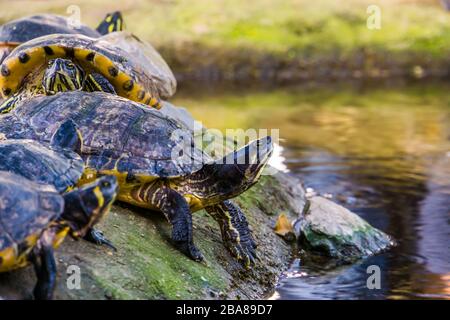 Primo piano di una tartaruga a corsoio di cumberland dalle decorazioni gialle sul lato dell'acqua, specie di rettili tropicali dall'America Foto Stock