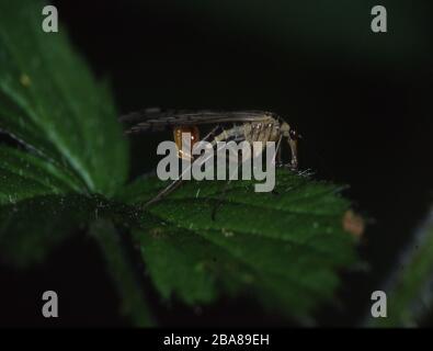 La mosca Scorpion ha becco sulla lama di erba Foto Stock