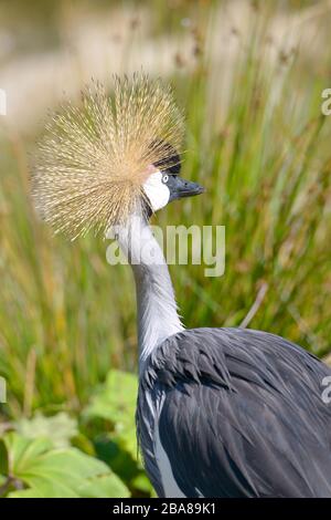 Primo piano di Crane coronate nere (Baleari pavonina) visto da dietro e che mostra il pozzo dell'egretta Foto Stock