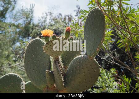 Il grande cactus fiorisce in mezzo alla natura (primo piano). Il cactus con il fiore giallo. Foto Stock