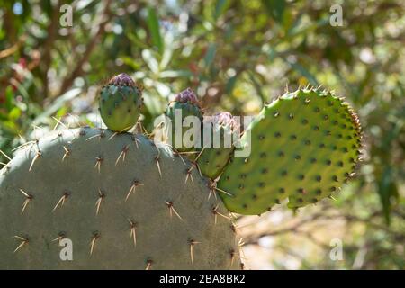 Il grande cactus con piccola crescita sulle sue foglie in mezzo alla natura (primo piano). Foto Stock