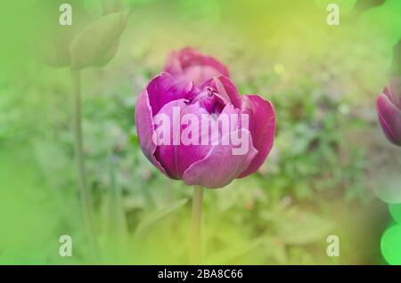 Tulipano di peonia viola. Tulipano viola nel giardino. Tulipano di fiori di lilla alla luce del sole. Sfondo verde sfocato con fiori Foto Stock