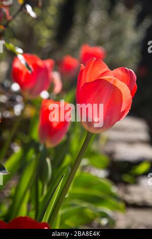 Un gruppo di tulipani alla luce del sole serale dopo la pioggia in un giardino britannico Foto Stock