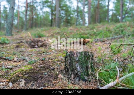 Vecchio albero moncone coperti di muschio nel bosco di conifere, bellissimo paesaggio. Foto Stock