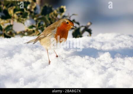 Robin Erithacus rubecula, sotto la boscaglia agrida nella neve, Aberdeenshire Foto Stock