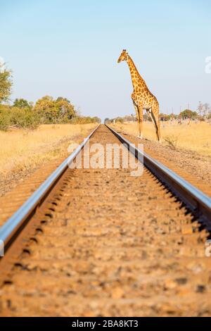 Una giraffa ha visto attraversare una linea ferroviaria nel Parco Nazionale di Hwange dello Zimbabwe. Foto Stock
