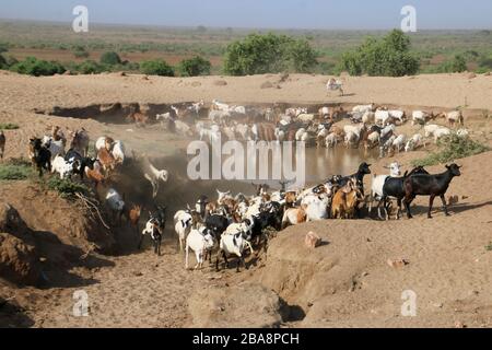 Uomini della tribù di Dassanach che allevano bestiame, fotografati nella Valle dell'Omo, Etiopia Foto Stock