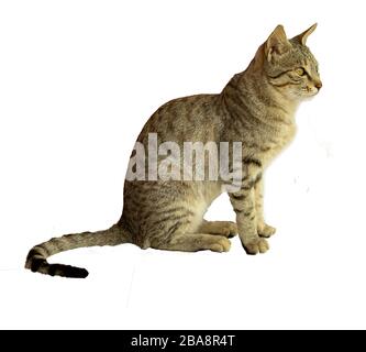 vista laterale di un'impostazione cat su sfondo isolato bianco Foto Stock