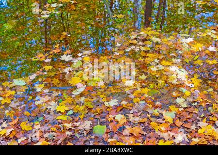 Foglie pastello e riflessi autunnali in uno Stagno della Foresta nella Riserva Naturale di Louis M Groen nel Michigan Foto Stock