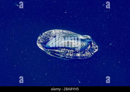 Meduse velella sul profondo blu del mare sullo sfondo Foto Stock