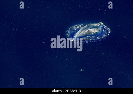 Meduse velella sul profondo blu del mare sullo sfondo Foto Stock