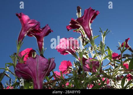 Petunie rosa retroilluminate contro un cielo blu scuro. Foto Stock