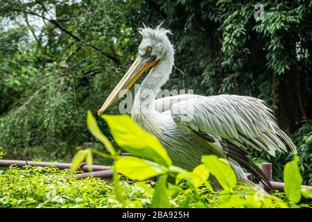 Uccelli nel Jurong Park, Singapore Foto Stock
