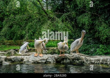 Uccelli nel Jurong Park, Singapore Foto Stock