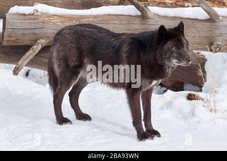 Il lupo nero selvaggio canadese è in piedi sulla neve bianca. Animali nella fauna selvatica. Canis lupus pambasileus. Foto Stock