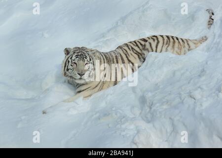 La tigre di bengala bianca è sdraiata sulla neve bianca. Animali nella fauna selvatica. Foto Stock