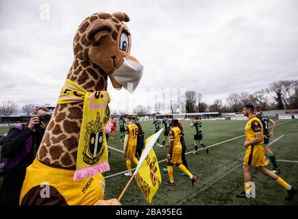 Sutton United mascotte 'Jenny the Giraffe' che indossa una maschera facciale prima del gioco Foto Stock