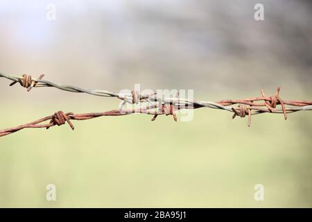 Una fotografia ravvicinata di un tratto di filo spinato arrugginito, con un sfocato sfondo naturale. Messa a fuoco selettiva sul filo. Foto Stock