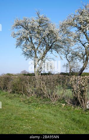 Alberi di Mela (Malus domestica) in piena fioritura, East Yorkshire, Inghilterra, Regno Unito, GB. Foto Stock