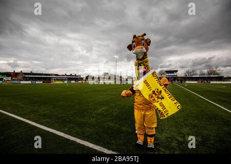 Sutton United mascotte 'Jenny the Giraffe' che indossa una maschera facciale prima del gioco Foto Stock