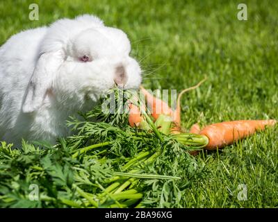 I conigli nani di Nhd mangiano le carote Foto Stock