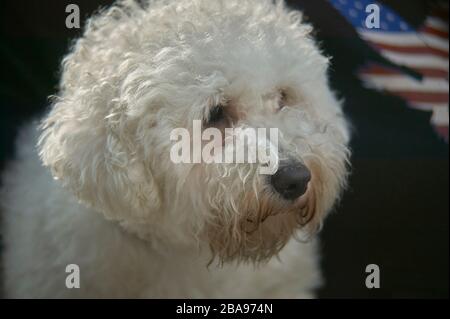 Campione di cane Foto Stock