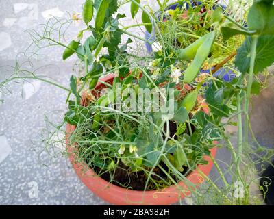 Impianto di piselli in un vaso con pod, agricoltura biologica in terrazza, giardinaggio in terrazza Foto Stock