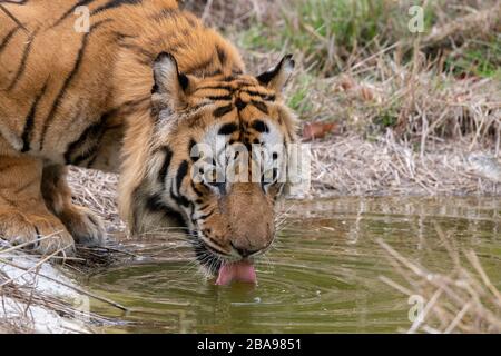 India, Madhya Pradesh, Parco Nazionale di Bandhavgarh. Tigre bengala maschio maturo a stagno d'acqua (SELVAGGIO: Panthera tigris) specie in pericolo. Foto Stock