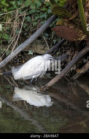 Una piccola garzetta di Egret Egretta che cerca cibo tra i vecchi gambi di una pianta di Gunnera. Foto Stock