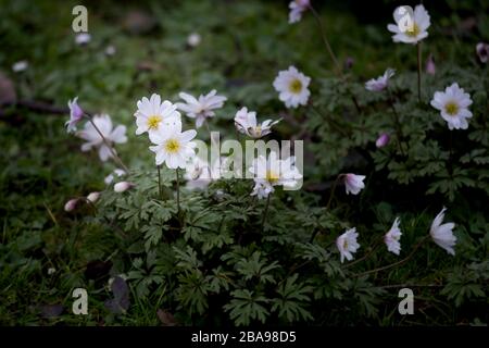 Legno delicato Anenomes Anemone nemorosa che cresce in un antico bosco in Cornovaglia. Foto Stock