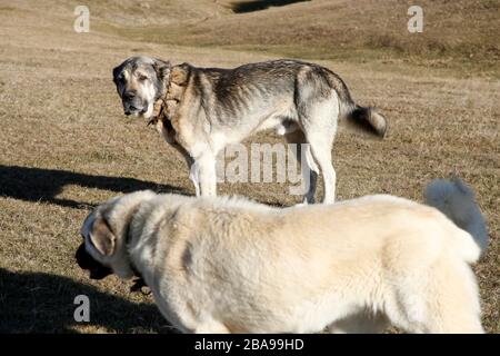 Grande cane pastore anatoliano in natura Foto Stock