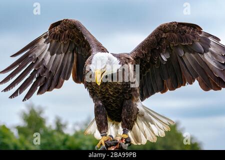 Bald Eagle atterra sul guanto Foto Stock