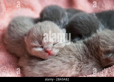 Molti gattini grigi scozzesi per neonati si trovano su un copriletto rosa. Primo piano Foto Stock