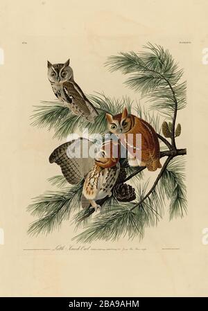 Plate 97 Little Screech Owl (Eastern Screech-Owl) The Birds of America (1827–1839) John James Audubon - immagine modificata ad altissima risoluzione e qualità Foto Stock