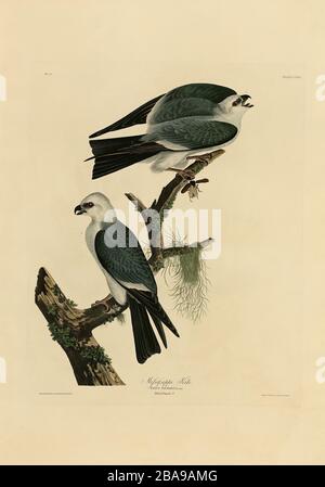 Plate 117 Mississippi Kite from the Birds of America Folio (1827–1839) di John James Audubon - immagine modificata ad altissima risoluzione e qualità Foto Stock