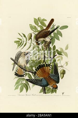 Plate 142 American Sparrow Hawk (Kestrel) The Birds of America Folio (1827–1839) di John James Audubon - immagine modificata ad altissima risoluzione e qualità Foto Stock