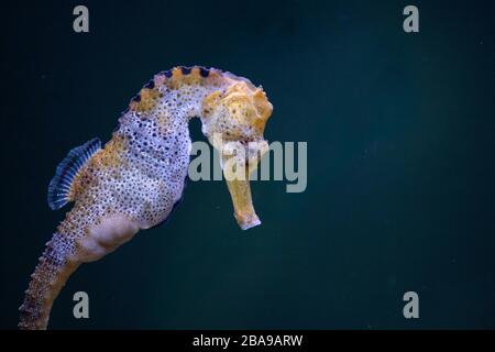 Ritratto di un bellissimo cavalluccio marino adulto lungo snouted sott'acqua nell'acquario Foto Stock