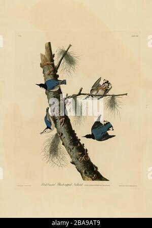 Plate 152 White-breasted Black-capped Nuthatch from the Birds of America Folio (1827–1839) di John James Audubon - immagine di qualità ad altissima risoluzione Foto Stock