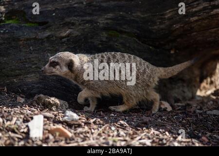 Ritratto di un meerkat adulto che cammina a terra nella natura selvaggia Foto Stock