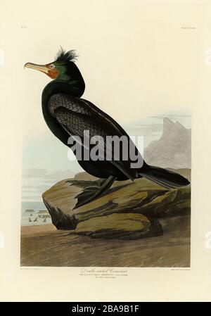 Plate 257 Cormorant double-crested from the Birds of America Folio (1827–1839) di John James Audubon - immagine modificata ad altissima risoluzione e qualità Foto Stock