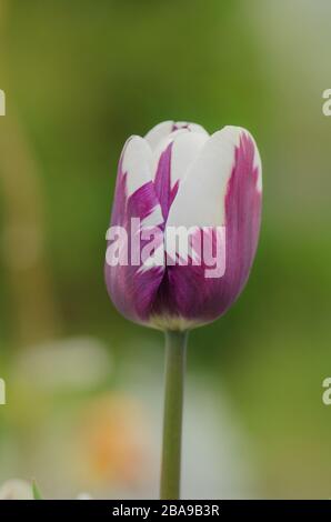 Doppio colore viola bianco tulipano Insulinde. Bianco con striscia viola su tulipano di petalo. Fiore tulipano bianco con strisce viola. Fiore di vi flamed bianco Foto Stock