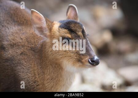 Ritratto facciale di una femmina adulta di cervo muntjac nella foresta Foto Stock