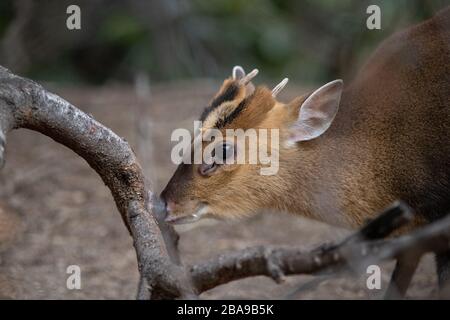 Ritratto di un cervo muntjac maschio adulto che sfrega le corna contro un albero per lasciare il suo profumo Foto Stock